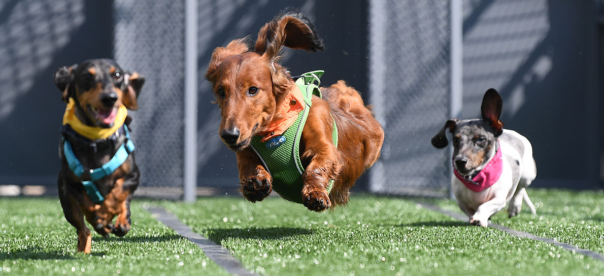 Wienerfest